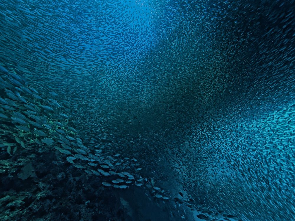 Wand aus Fisch
