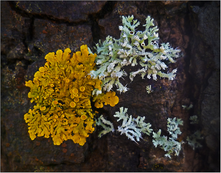 Wand-Gelbflechte und Helm-Schwielenflechte (Physcia adscendens)