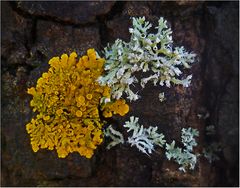 Wand-Gelbflechte und Helm-Schwielenflechte (Physcia adscendens)