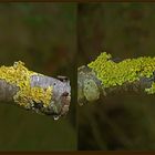 Wand-Gelbflechte (Xanthoria parietina) #2
