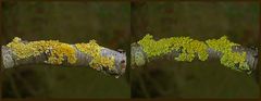 Wand-Gelbflechte (Xanthoria parietina) #2