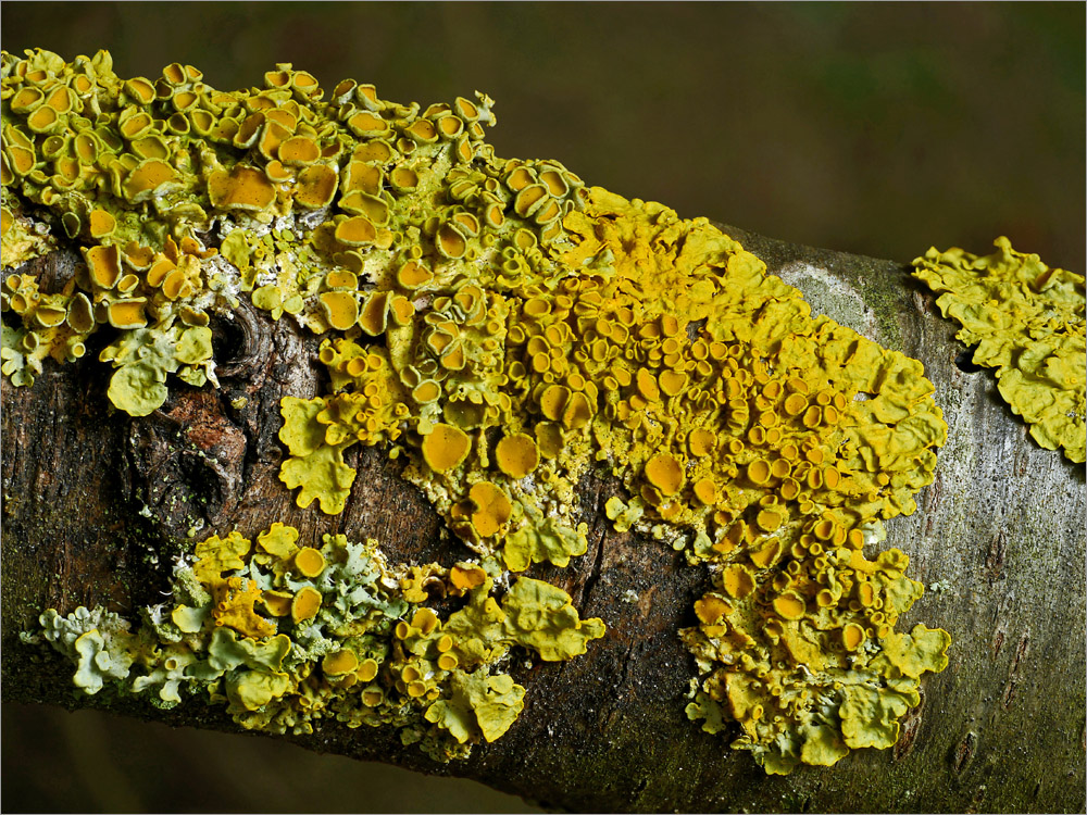 Wand-Gelbflechte (Xanthoria parietina)