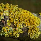 Wand-Gelbflechte (Xanthoria parietina)