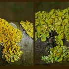 Wand-Gelbflechte (Xanthoria parietina)