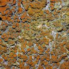 Wand-Gelbflechte (Xanthoria parietina) auf freistehendem Laubbaum