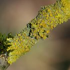 Wand-Gelbflechte (Xanthoria parietina)