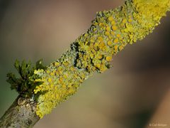 Wand-Gelbflechte (Xanthoria parietina)