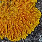 Wand-Gelbflechte (Xanthoria parietina): Farb-Therapie fürs Gemüt!  -  Thérapie par les couleurs! *