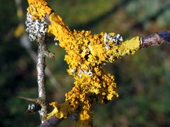 Wand-Gelbflechte (Xanthoria parietina) und Helm-Schwielenflechte (Physcia adscendens)