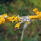 Wand-Gelbflechte (Xanthoria parietina) und Helm-Schwielenflechte (Physcia adscendens)