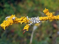 Wand-Gelbflechte (Xanthoria parietina) und Helm-Schwielenflechte (Physcia adscendens)