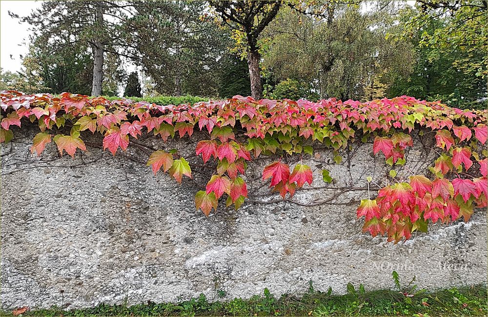 Wand   im Herbst 