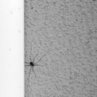 Wand mit Spinne