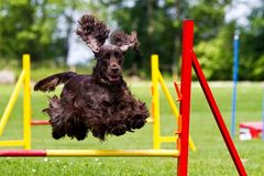 Wanda beim Training_