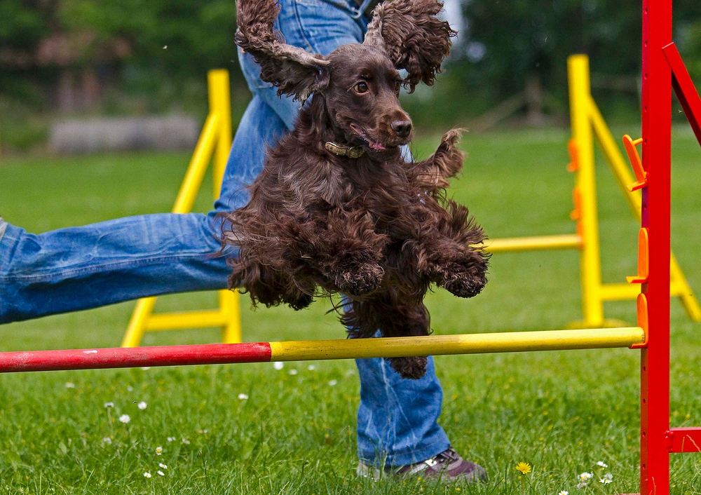 Wanda beim Training