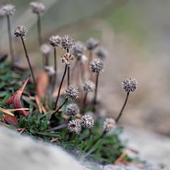 Wandblümchen