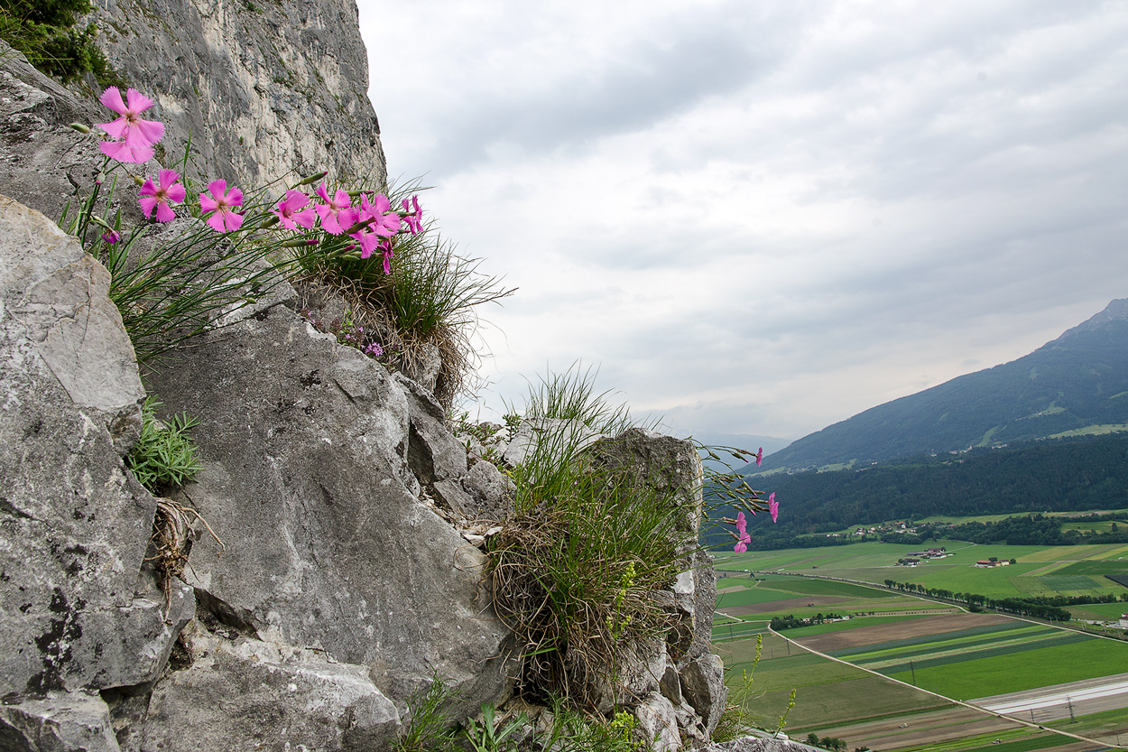 Wandblumen