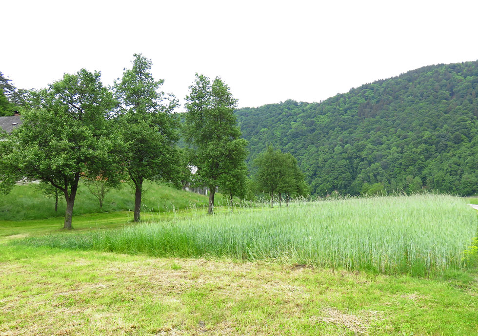 Wandel an der Schögener Schlinge 2015