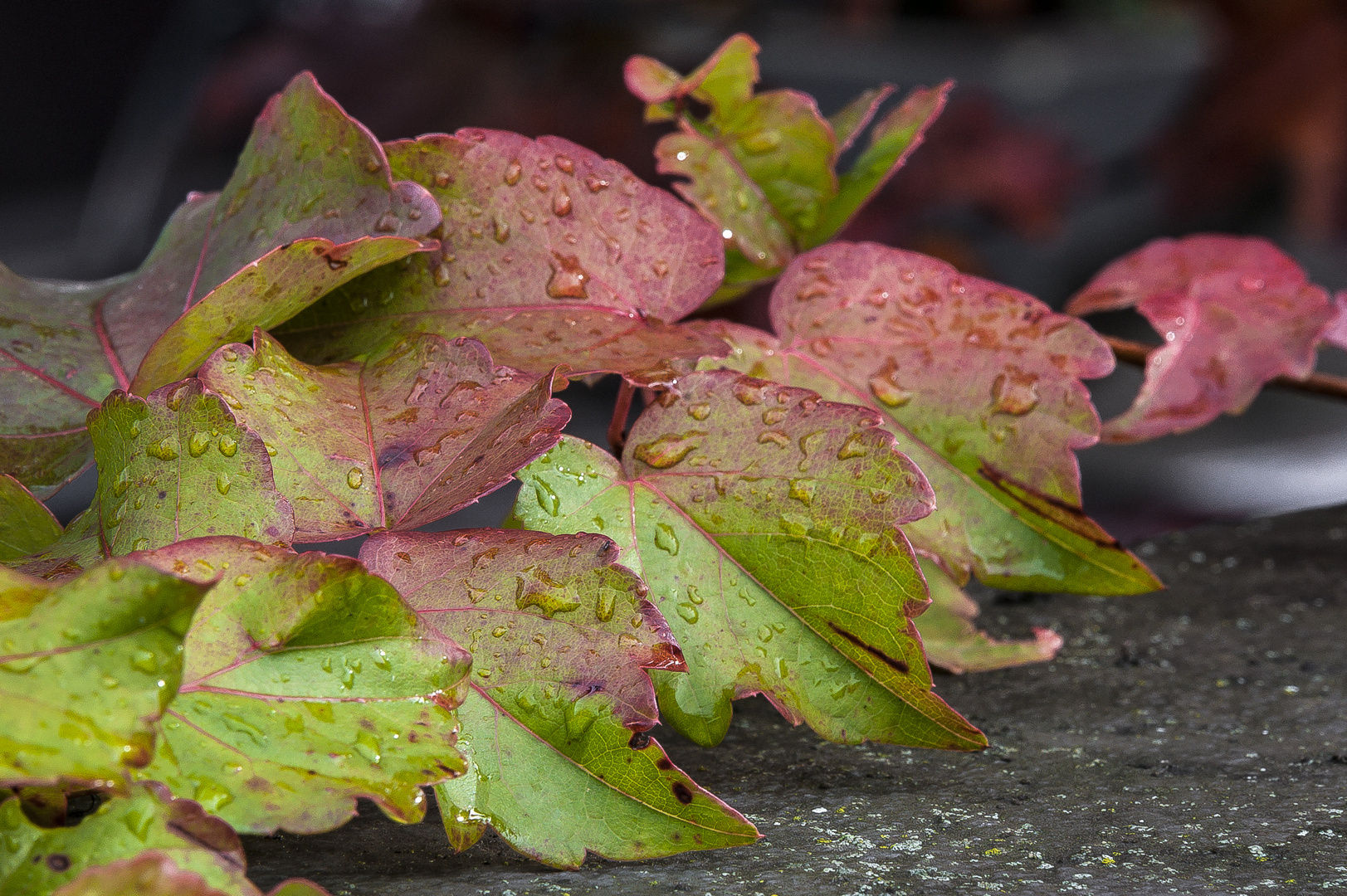 Wandel der Farbe