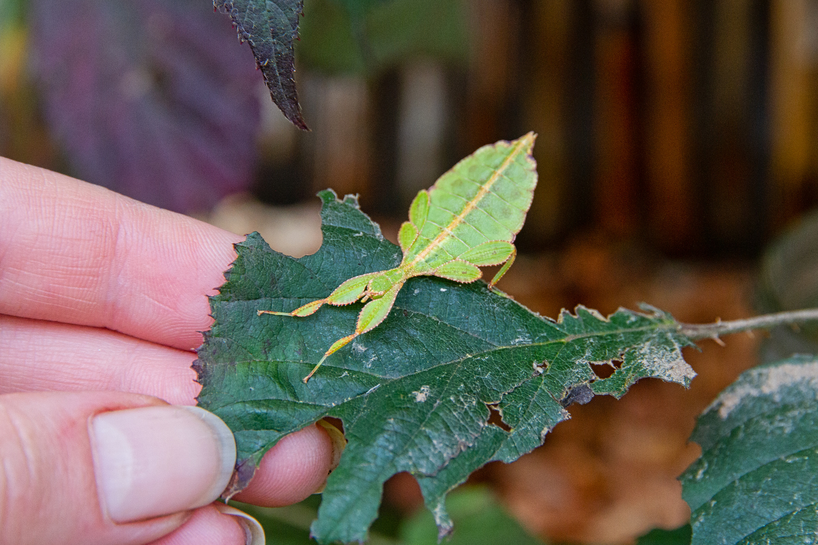 Wandeldens Blatt