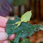 Wandeldens Blatt