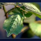 wandeldes Blatt