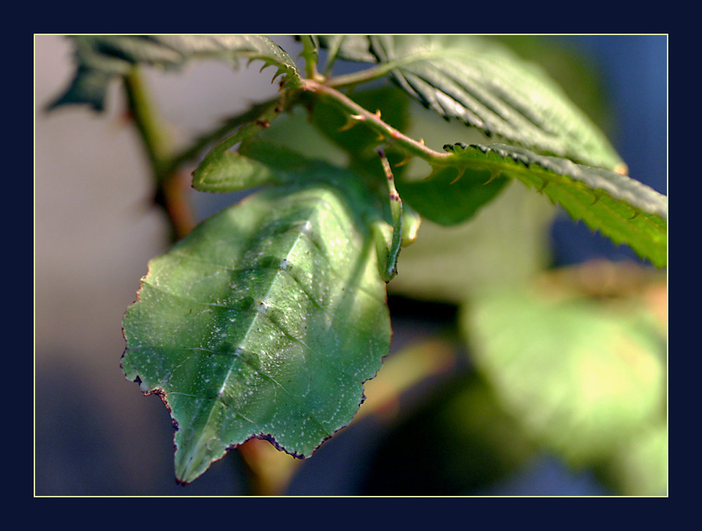 wandeldes Blatt