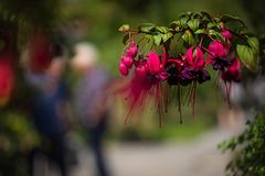 Wandeln im Fuchsiengarten