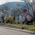 Wandeln unter Mandeln