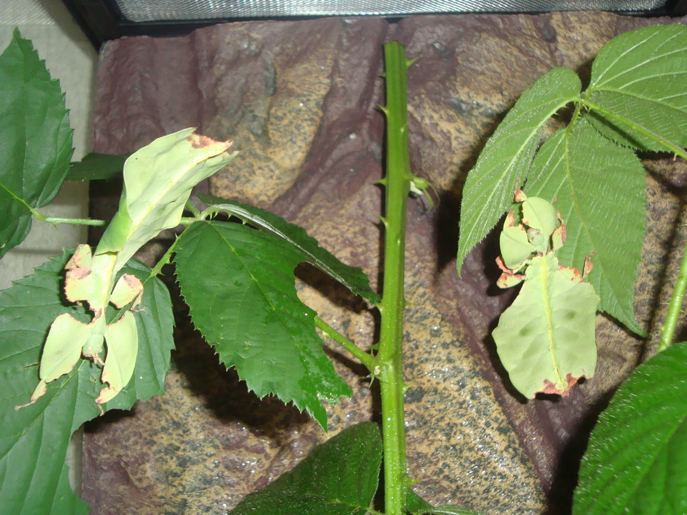 Wandelnde Blätter (Phyllium bioculatum)