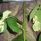Wandelnde Blätter (Phyllium bioculatum)
