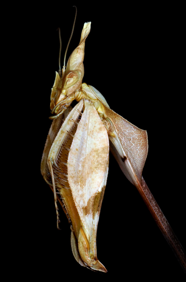 Wandelnde Geige (Gongylus gongylodes)