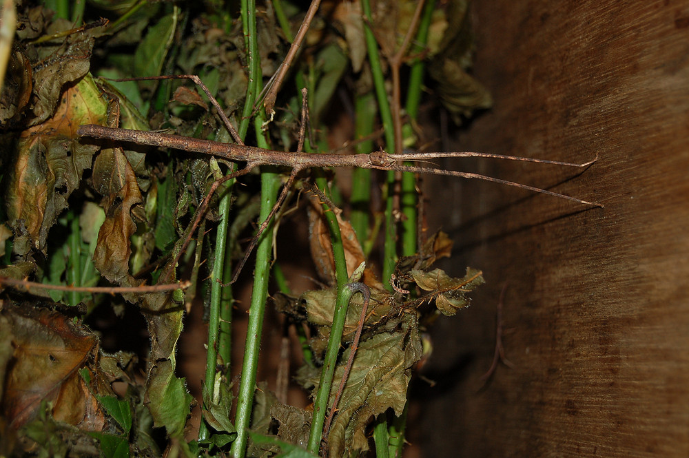 Wandelnder Ast Foto & Bild | tiere, wildlife, insekten Bilder auf