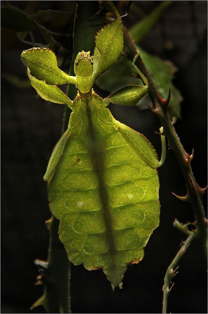 Wandelndes Blatt