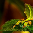 Wandelndes Blatt