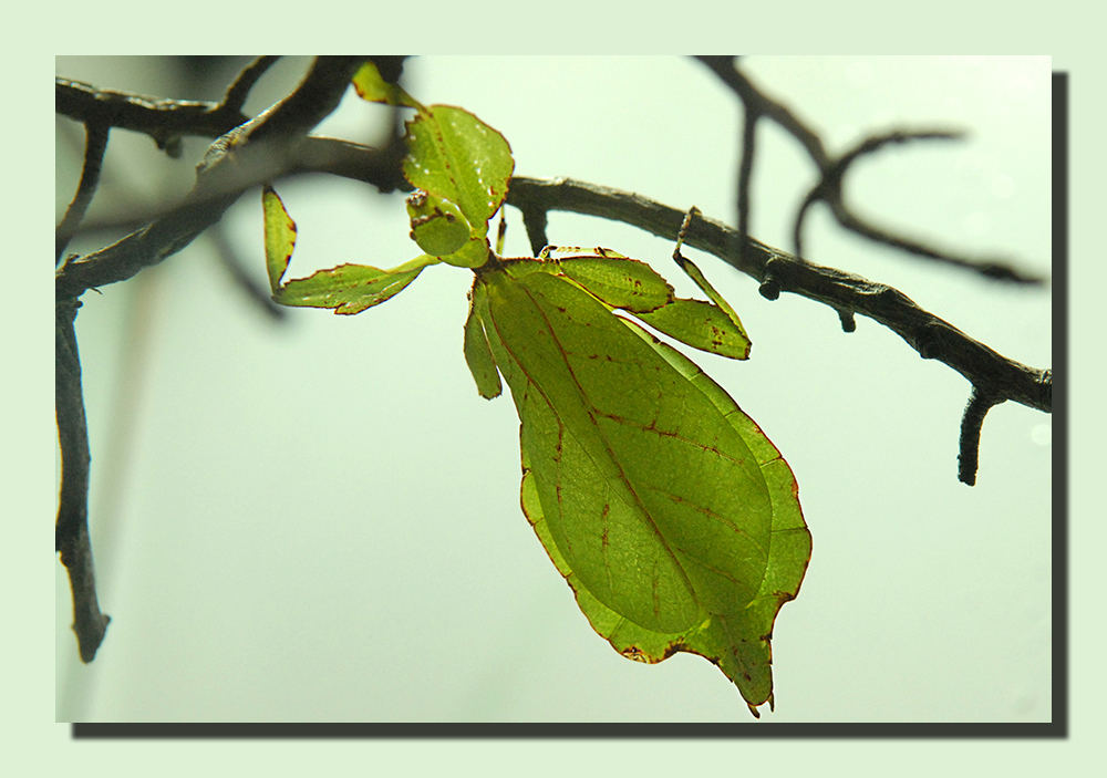 Wandelndes Blatt