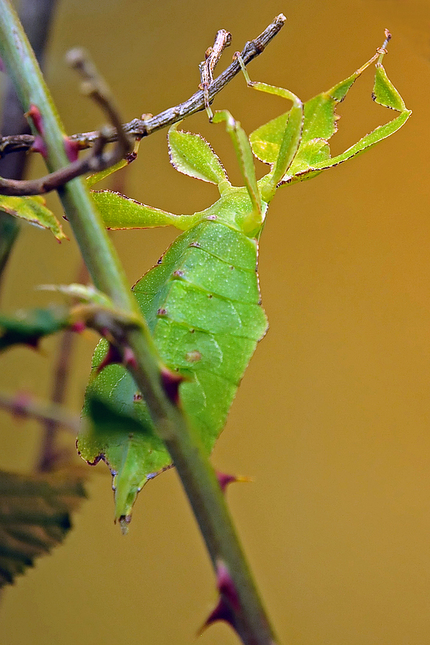 Wandelndes Blatt