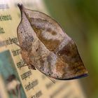 Wandelndes Blatt auf Schild - kann es Lesen?