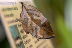 Wandelndes Blatt auf Schild - kann es Lesen?