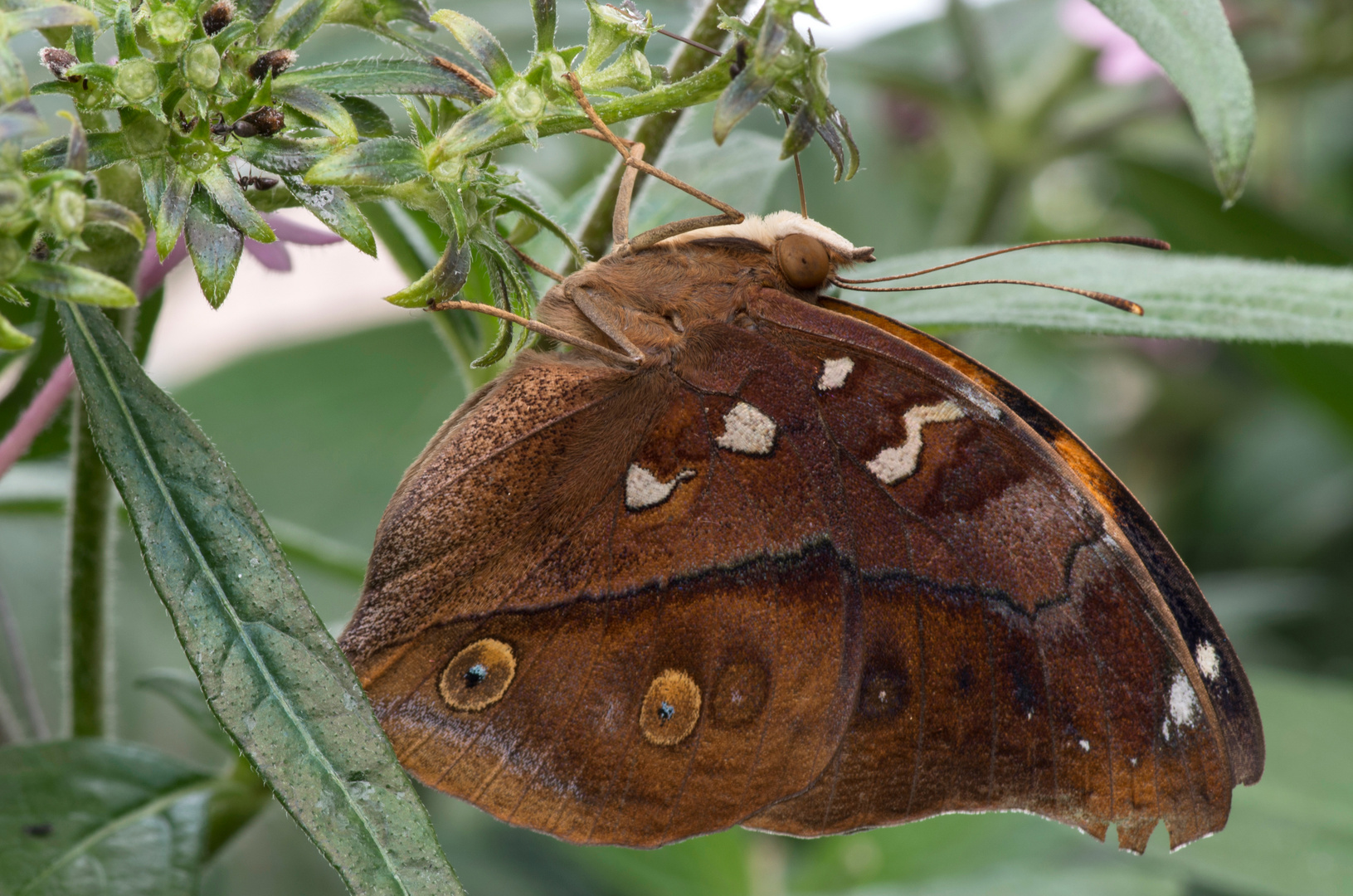 Wandelndes Blatt