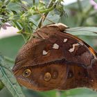 Wandelndes Blatt