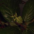 Wandelndes Blatt bei Nacht.