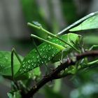 Wandelndes Blatt