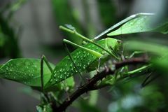 Wandelndes Blatt