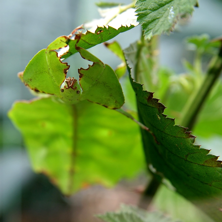 Wandelndes Blatt