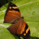 Wandelndes Blatt- Doleschalia bisaltide