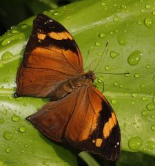 Wandelndes Blatt- Doleschalia bisaltide