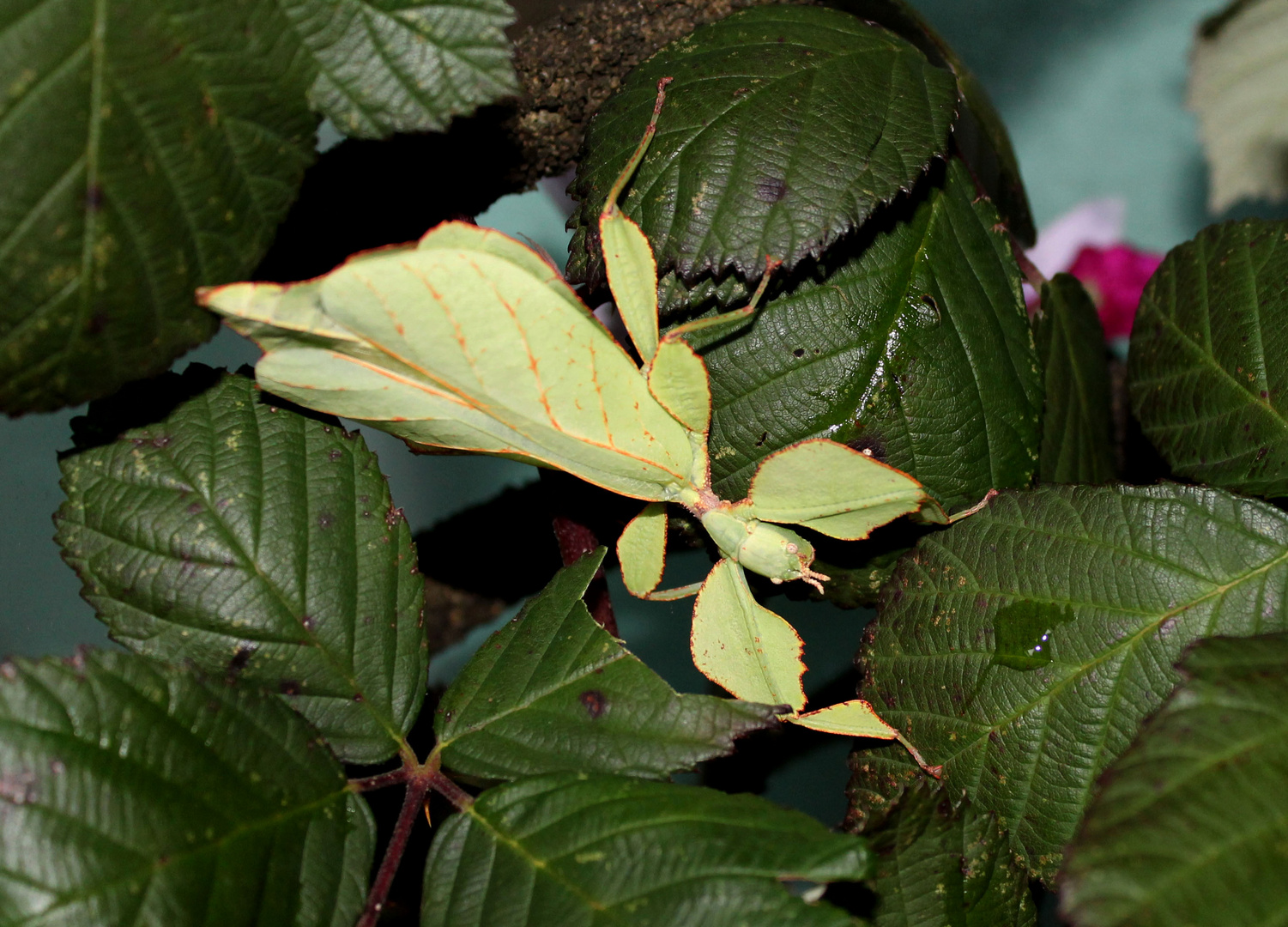 wandelndes Blatt