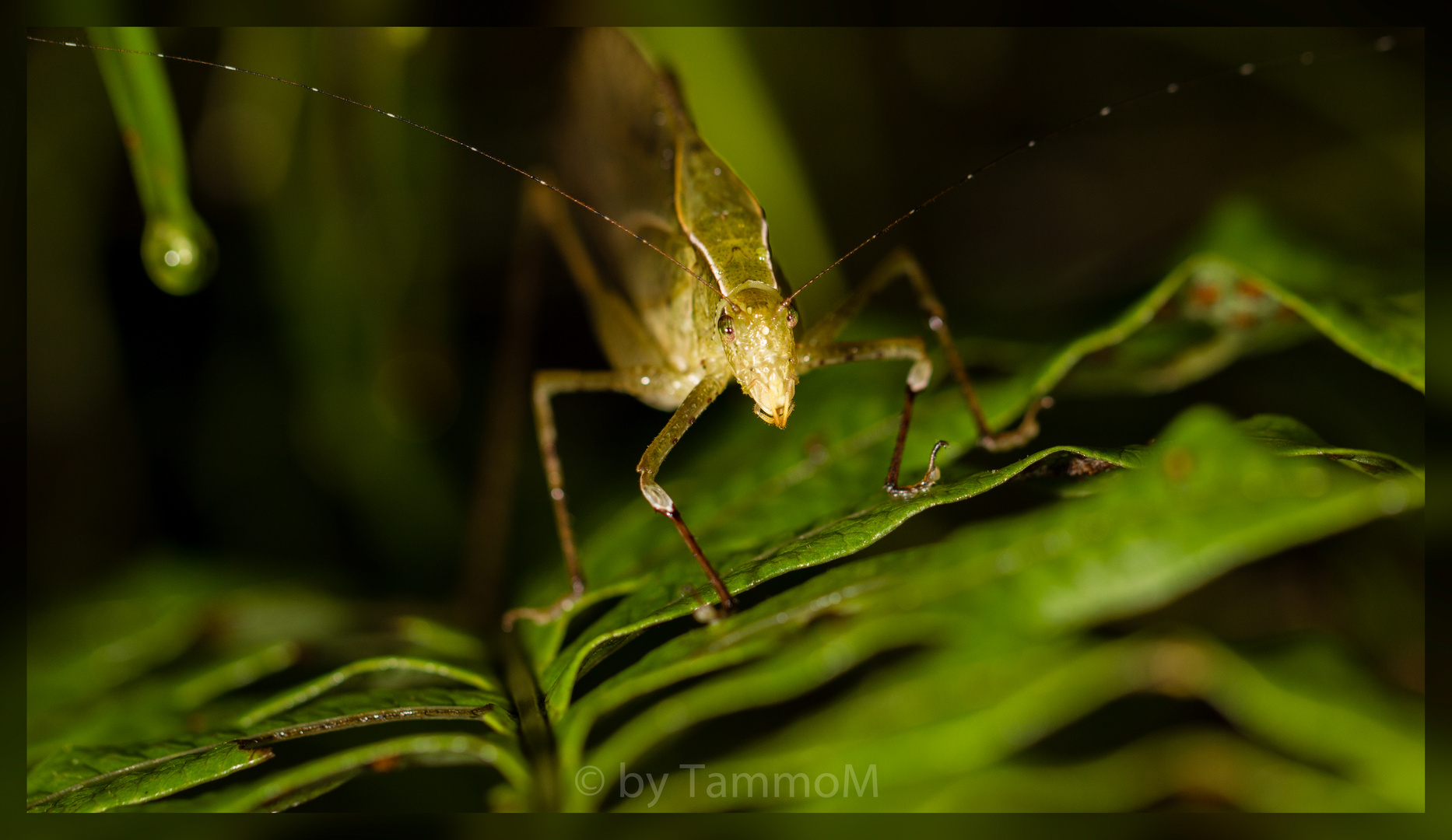 wandelndes Blatt