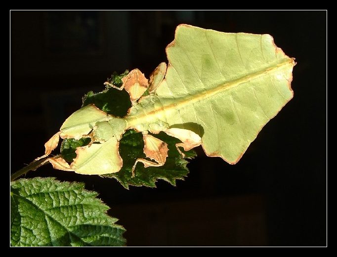 Wandelndes Blatt (Phyllium giganteum)